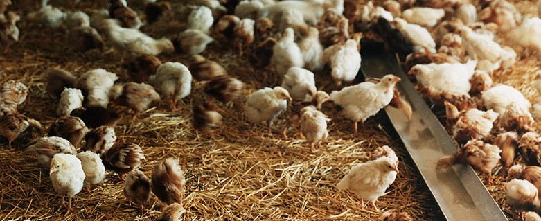 En stor mängd gula och bruna kycklingar på ett golv fyllt av halm.