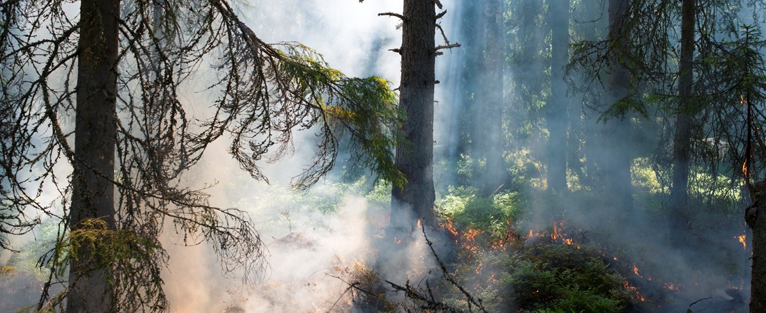 Skog som brinner med öppna lågor