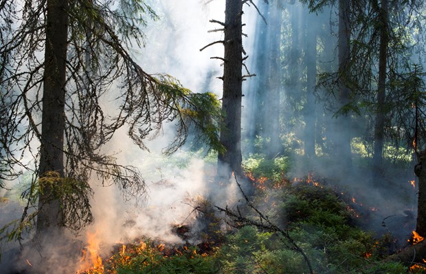 Skog som brinner med öppna lågor