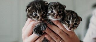 En hand som håller i tre kattungar. 