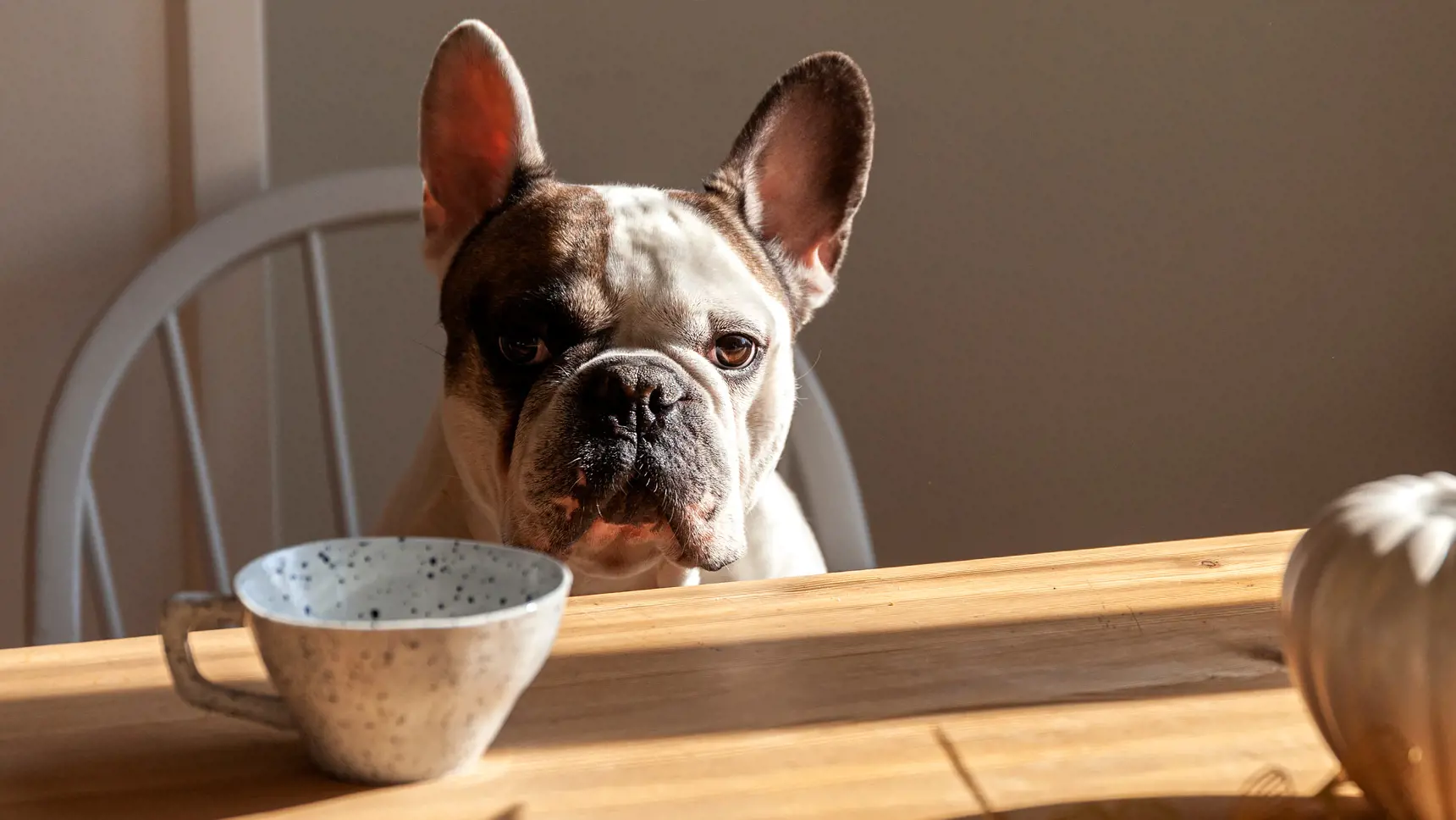 Fransk bulldog sitter vid matbordet med en kaffekopp framför sig.