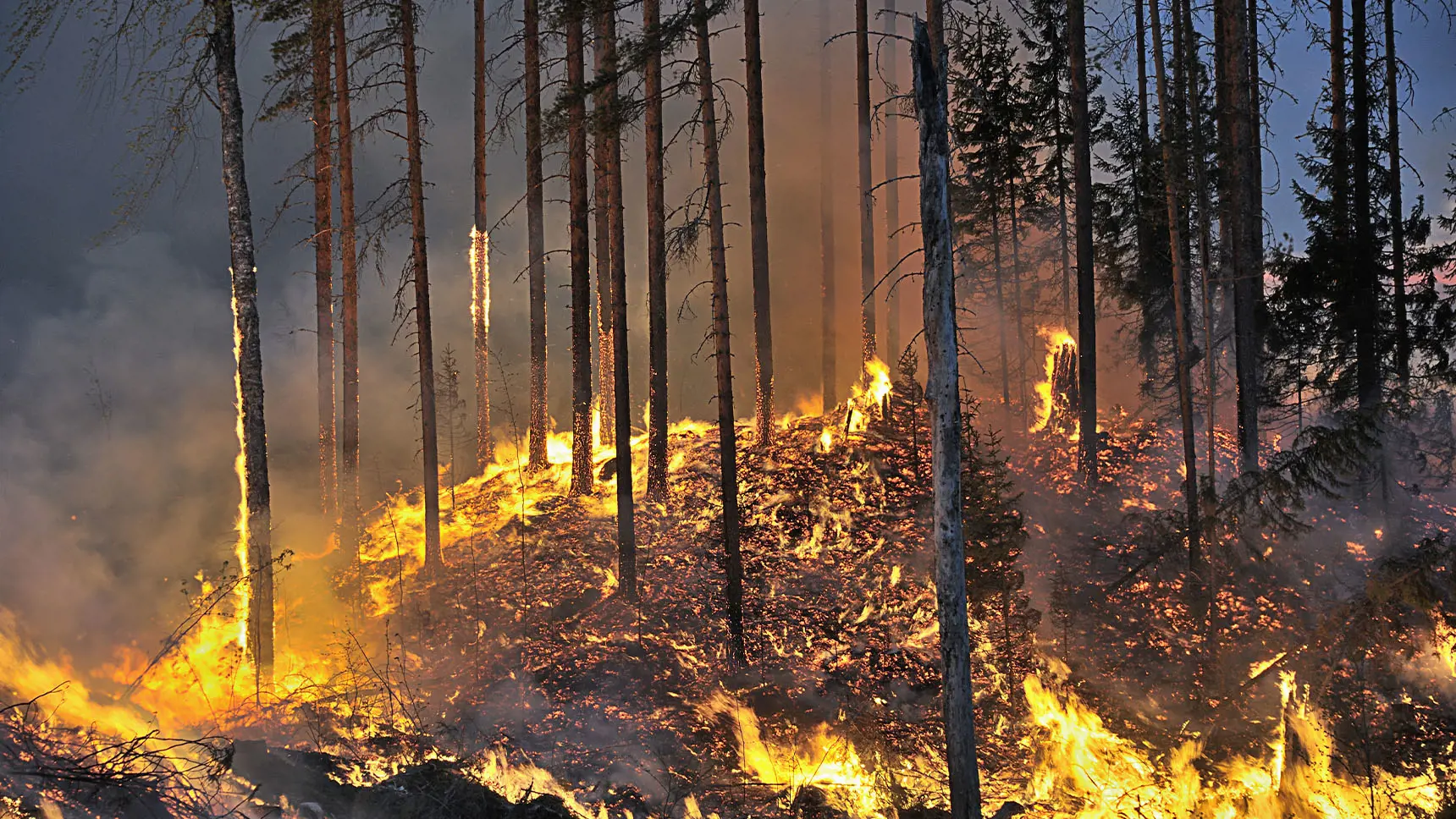 Brinnande skog.