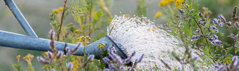 Vattenkanna vattnar blommor i trädgård.