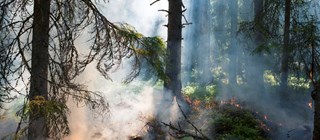 Skog som brinner med öppna lågor