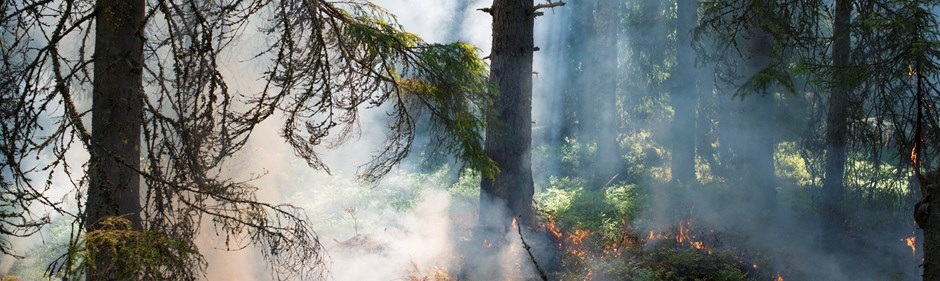 Skog som brinner med öppna lågor