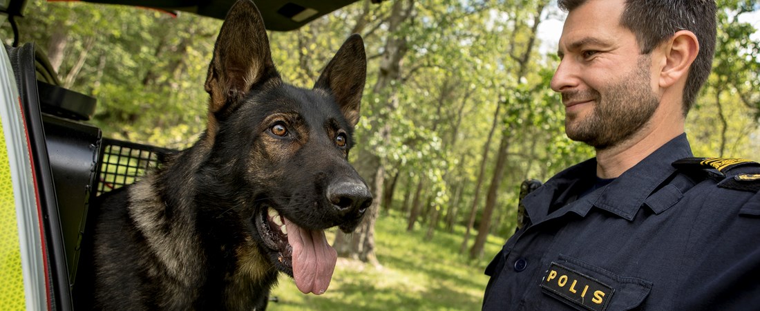 Hundföraren Andreas tittar på sin polishund Milo, som är en schäfer. 