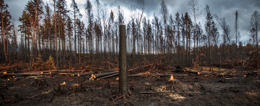 Skog som brunnit. Trädtopparna är brunsvarta och många träd ligger på marken. 