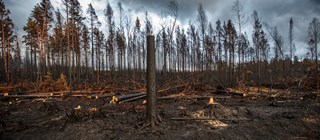 Skog som brunnit. Trädtopparna är brunsvarta och många träd ligger på marken. 